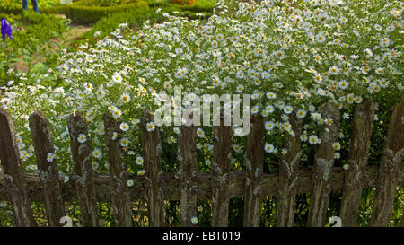 Bergaster (Aster Novi-Belgii), Asterts am Gartenzaun, Deutschland, Niedersachsen Stockfoto