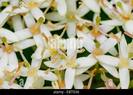 Hartriegel, Dogberry (Cornus sanguineaund), Blumen, Oberbayern, Oberbayern, Bayern, Deutschland Stockfoto