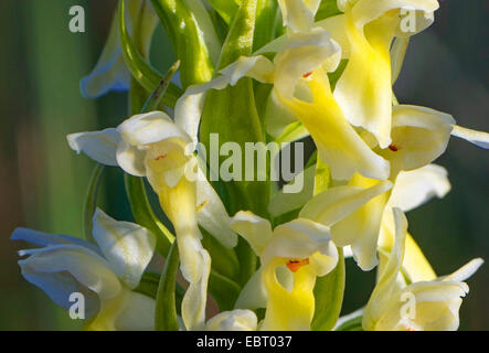 Kuckuck Blume (Dactylorhiza Ochroleuca, Dactylorhiza Wurzelsud SSP. Ochroleuca, Dactylorhiza Wurzelsud var. Straminea), Blumen, Deutschland, Bayern, Oberbayern, Oberbayern, Murnauer Moos Stockfoto