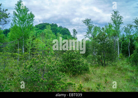 Birken und Nadelbäume im Hochmoor im Frühjahr, Deutschland, Bayern, Oberbayern, Oberbayern, Murnauer Moos Stockfoto