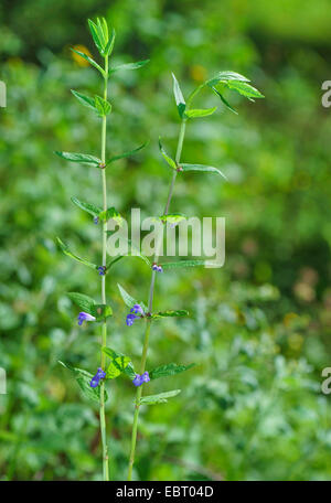 gemeinsamen Helmkraut, Sumpf-Käppchen, Helmkraut, Kapuzen Helmkraut (Helmkraut Galericulata), blühen, Deutschland, Bayern, Oberbayern, Oberbayern, Murnauer Moos Stockfoto