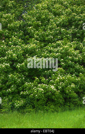 Hartriegel, Dogberry (Cornus sanguineaund), blühenden Strauch, Oberbayern, Oberbayern, Bayern, Deutschland Stockfoto