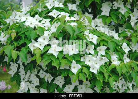 Kousa Hartriegel, japanische Dogwwod (Cornus Kousa var. Chinensis, Cornus Kousa Chinensis), blühen Stockfoto