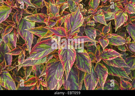 Coleus, malte Brennnessel (Coleus Blumei "Bekämpfung", Coleus Blumei Kampf, Solenostemon Scutellarioides), Sorte Kampf Stockfoto