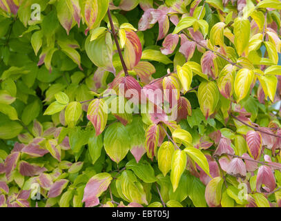 Cornelian Cherry Wood (Cornus Mas 'Aurea', Cornus Mas Aurea), Sorte Aurea im Herbst Stockfoto