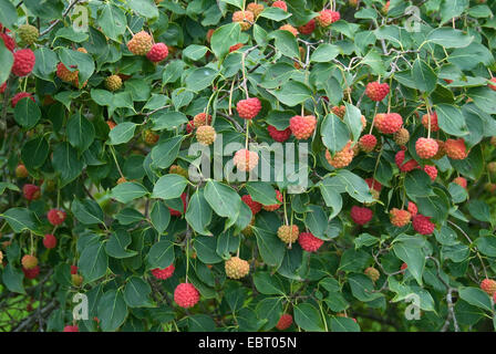 Kousa Hartriegel, japanische Dogwwod (Cornus Kousa 'China Girl', Cornus Kousa China Girl), Fruchtäste Stockfoto