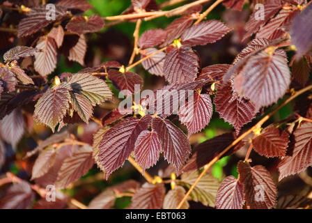 Riese Hasel (Corylus Maxima 'Purpurea', Corylus Maxima Purpurea), Sorte Purpurea Stockfoto