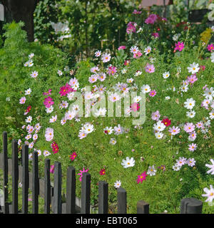 Garten Kosmos, mexikanische Aster (Cosmos Bipinnatus), in einem Garten blühen Stockfoto