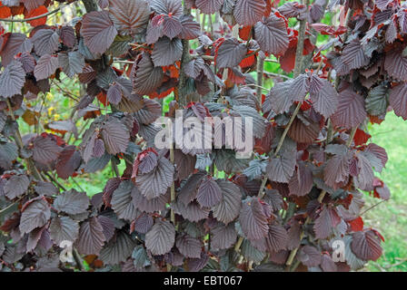 Riese Hasel (Corylus Maxima 'Purpurea', Corylus Maxima Purpurea), Sorte Purpurea Stockfoto