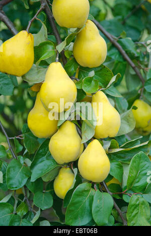 gemeinsamen Quitte (Cydonia Oblonga "Champion", Cydonia Oblonga Champion), Quitten Sorte Champion auf einem Baum Stockfoto