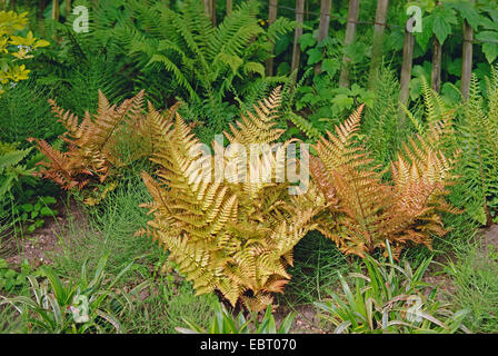 Herbst-Farn, Herbst Brillanz Farn, japanische Holz Farn, japanische Schild Farn (Dryopteris Erythrosora) Stockfoto