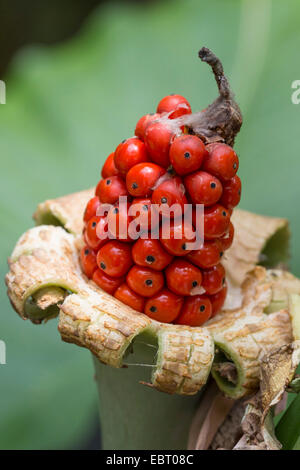 Nacht-Duft Lilie, Riesen aufrecht Elefanten Ohr, Elefanten-Ohr (Alocasia Odora), Fruchtstand Stockfoto