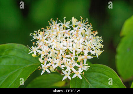 Hartriegel, Dogberry (Cornus sanguineaund), Blütenstand, Oberbayern, Oberbayern, Bayern, Deutschland Stockfoto