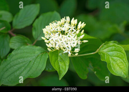 Hartriegel, Dogberry (Cornus sanguineaund), Blütenstand, Oberbayern, Oberbayern, Bayern, Deutschland Stockfoto