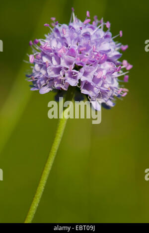 Teufels-Bit Witwenblume, Teufels-Bit (Succisa Pratensis), Blütenstand, Deutschland Stockfoto