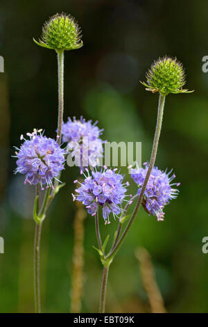 Teufels-Bit Witwenblume, Teufels-Bit (Succisa Pratensis), blühen, Deutschland Stockfoto