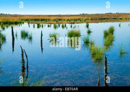 Steinley Fen mit Moor-Teich, Belgien, hohe Venn Muetzenich Stockfoto