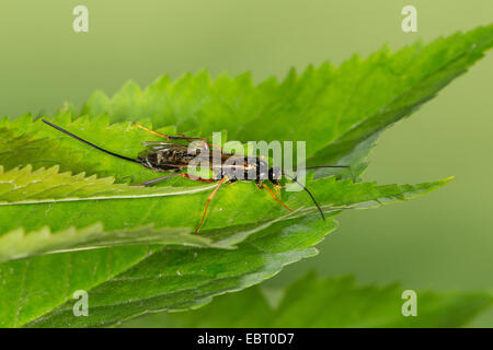 parasitoiden Wespen (Coleocentrus Klanganteil, Ichneumon Klanganteil) auf einem Blatt, Deutschland Stockfoto