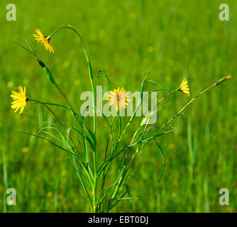 Oriental etwa Béart, Jack-Go-To-Bed-At-Noon (Tragopogon Pratensis Subspecies Orientalis, Tragopogon Orientalis), blühen auf einer Wiese, Deutschland, Bayern, Oberbayern, Oberbayern, Murnauer Moos Stockfoto