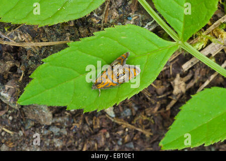 Gewölbt, Marmor, Tortrix Motte (Olethreutes Arcuella, Olethreutes Arcuana), auf einem Blatt, Deutschland, Bayern, Oberbayern, Oberbayern, Murnauer Moos Stockfoto