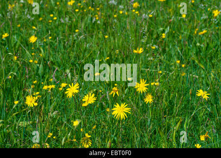 Oriental etwa Béart, Jack-Go-To-Bed-At-Noon (Tragopogon Pratensis Subspecies Orientalis, Tragopogon Orientalis), blühen auf einer Wiese, Deutschland, Bayern, Oberbayern, Oberbayern, Murnauer Moos Stockfoto