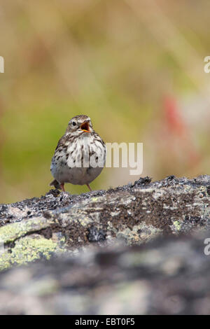 Wiese Pitpit (Anthus Pratensis), auf einem Stein, Deutschland Stockfoto