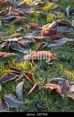 Am frühen Morgensonne frostigen Gras und Blätter. Stockfoto