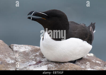 Tordalk (Alca Torda) Erwachsenen sitzen auf einer Klippe auf Inner Farne, Farne Islands, Northumberland. Mai. Stockfoto