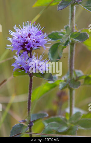 Wilde Wasser-Minze, Wasser-Minze, Pferd Minze (Mentha Aquatica), Blütenstand, Deutschland, Bayern Stockfoto