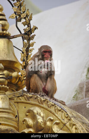 Rhesus-Affen, Rhesus Macacque (Macaca Mulatta), Swayambhunath, Monkey Temple, Stupa, sitzen Affen, Nepal, Kathmandu Stockfoto