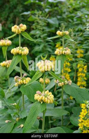 Jerusalem Salbei (Phlomis Russeliana), blühen Stockfoto