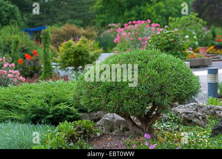 Latschenkiefer, Mugo Pine (Pinus Mugo 'Mops', Pinus Mugo Mops), Sorte Mops Stockfoto