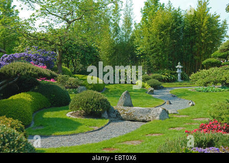 Latschenkiefer, Mugo Pine (Pinus Mugo Pumilio, Pinus Mugo var. Pumilio), in einem japanischen Garten, Deutschland, Sachsen, Bad Zwischenahn, Park der Gaerten zu senken Stockfoto