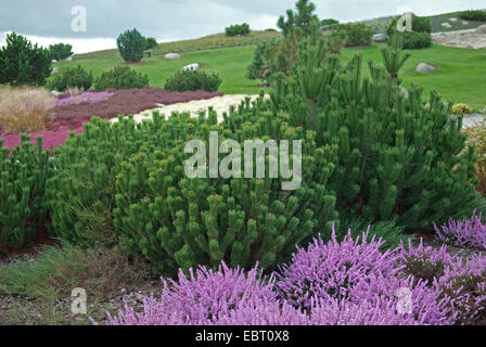 Latschenkiefer, Mugo Pine (Pinus Mugo Pumilio, Pinus Mugo var. Pumilio), in einem Heidegarten Stockfoto