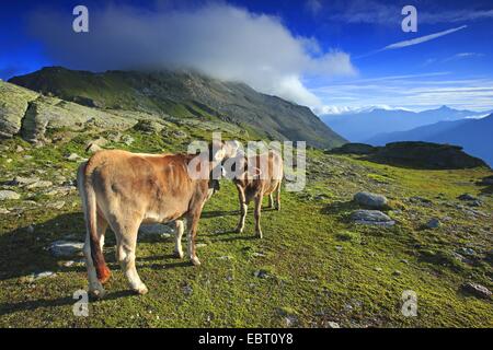 Auerochsen (Hausrind) (Bos Taurus, Bos Primigenius), zwei Kühe auf der Alm, Schweiz, Graubünden, Engadin Stockfoto