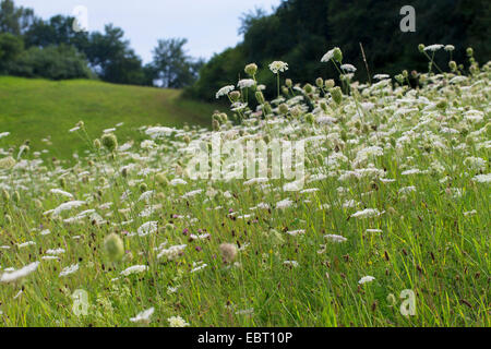 Queen Anne es Lace, Wilde Möhre (Daucus Carota), blühen in einer Wiese, Deutschland Stockfoto