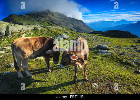 Auerochsen (Hausrind) (Bos Taurus, Bos Primigenius), zwei Kühe auf der Alm, Schweiz, Graubünden, Engadin Stockfoto