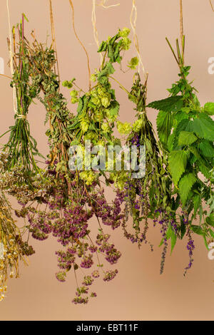 Bündel Kräuter zum Trocknen aufhängen Stockfoto