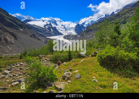 Morteratsch Tal mit Piz Palue, 3905 m, Piz Bernina, 4049 m, Biancograt und Morteratsch-Gletscher, Schweiz, Graubünden, Engadin Stockfoto