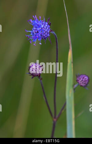 Teufels-Bit Witwenblume, Teufels-Bit (Succisa Pratensis), blühen, Deutschland, Bayern Stockfoto