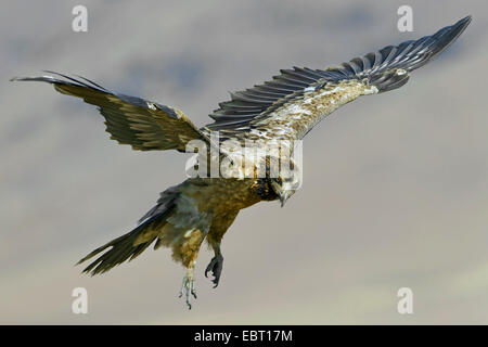 Bartgeier, Bartgeier (sollten Barbatus Meridionalis), Quietsche, Landung, South Africa, Kwazulu-Natal Stockfoto