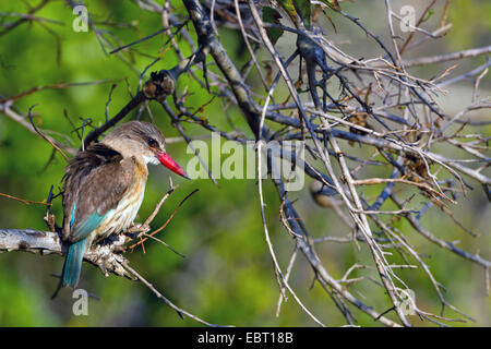 braun mit Kapuze Kingfisher (Halcyon Albiventris), sitzt auf einem Zweig, Südafrika, Hluhluwe-Umfolozi Nationalpark Stockfoto