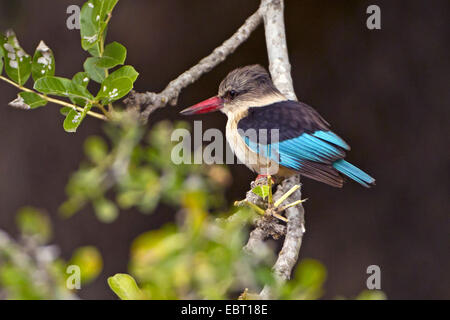 braun mit Kapuze Kingfisher (Halcyon Albiventris), sitzt auf einem Zweig, Südafrika, Hluhluwe-Umfolozi Nationalpark Stockfoto