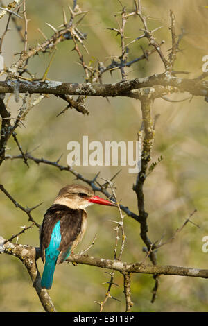 braun mit Kapuze Kingfisher (Halcyon Albiventris), sitzt auf einem Zweig, Südafrika, Hluhluwe-Umfolozi Nationalpark Stockfoto