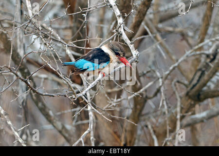 braun mit Kapuze Kingfisher (Halcyon Albiventris), sitzt auf einem Zweig, Südafrika, Hluhluwe-Umfolozi Nationalpark Stockfoto