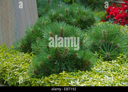 Europäische schwarze Kiefer, österreichische Schwarzkiefer, Schwarzkiefer, Korsischen Schwarzkiefer (Pinus Nigra "Helga", Pinus Nigra Helga), Sorte Helga Stockfoto