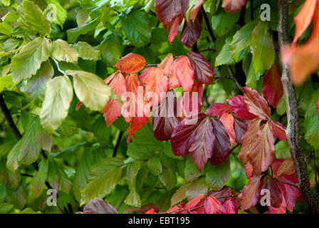 Eisenholz, Parrotia (Parrotia Persica), Zweig mit Herbstlaub Stockfoto