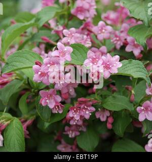 Weigela (Weigela 'Styriaca', Weigela Styriaca), Sorte Styriaca, blühen