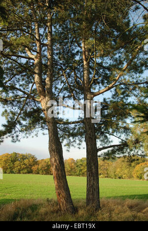 Europäische Schwarzkiefern, österreichische Schwarzkiefer, Schwarzkiefer, Korsischen Schwarzkiefer (Pinus Nigra), zwei Bäume vor einem Feld, Deutschland Stockfoto