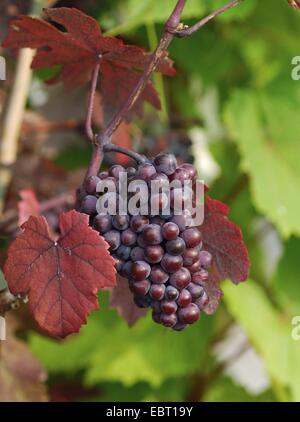 Rebe, Weinrebe (Vitis Vinifera 'Purpurea', Vitis Vinifera Purpurea), Sorte Purpurea, Deutschland Stockfoto